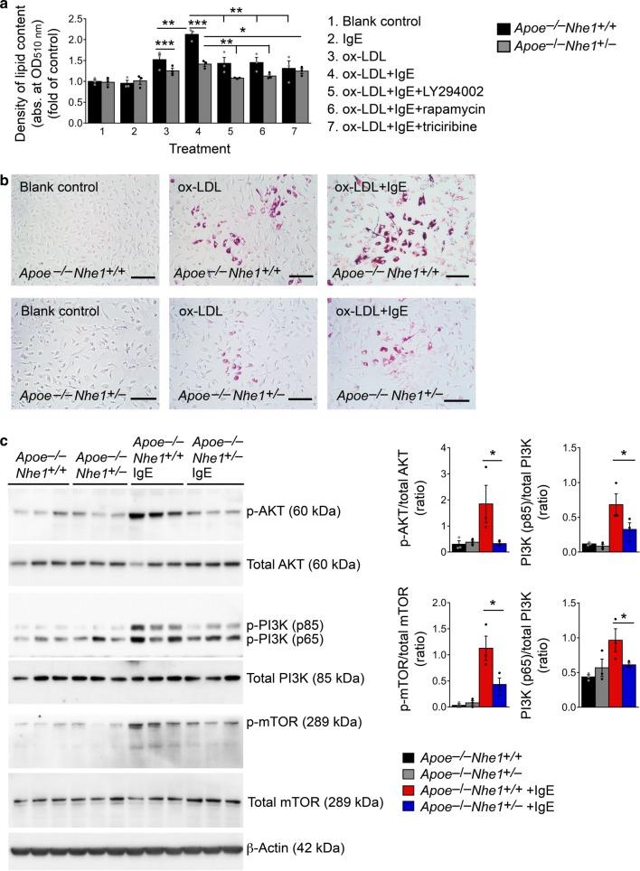 https://cdn.ncbi.nlm.nih.gov/pmc/blobs/c121/6726618/9a8265921097/41467_2019_11983_Fig5_HTML.jpg
