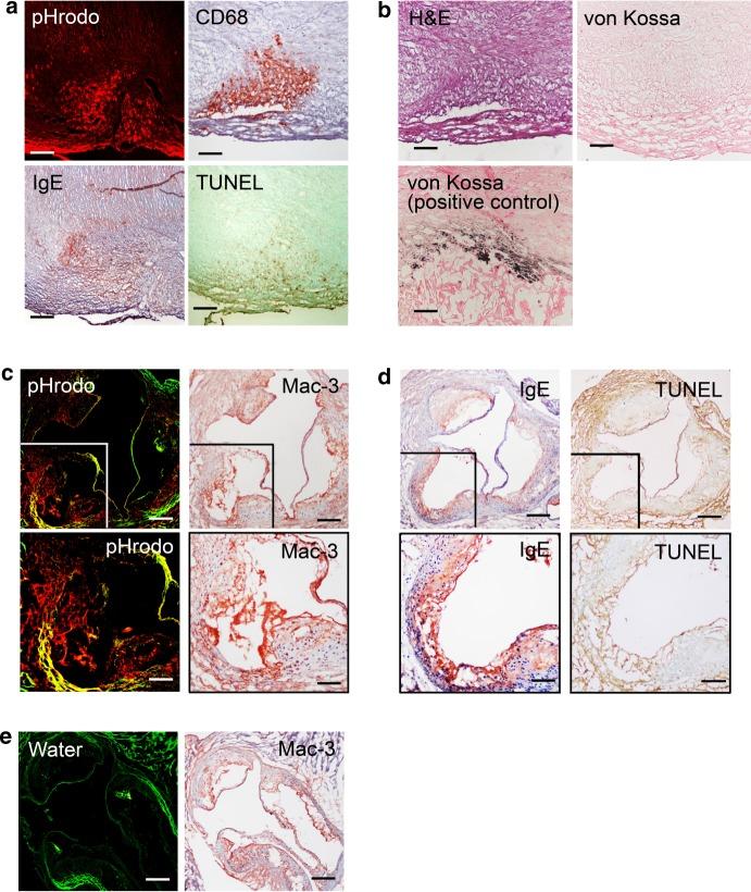 https://cdn.ncbi.nlm.nih.gov/pmc/blobs/c121/6726618/f307bdbe8d37/41467_2019_11983_Fig1_HTML.jpg