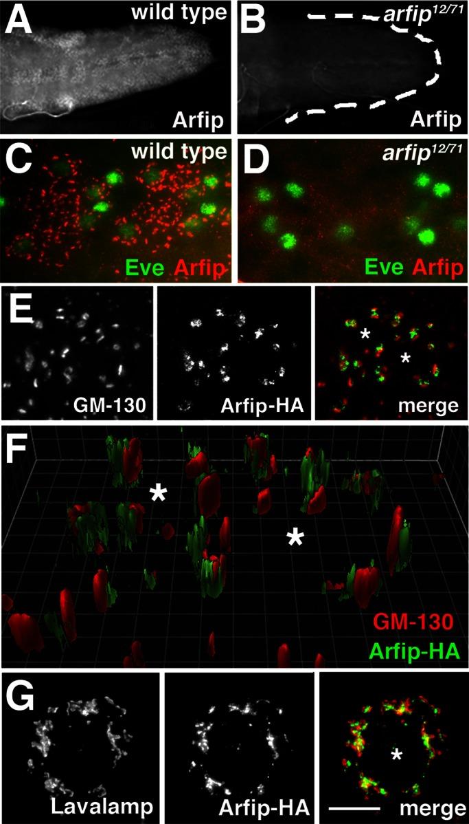 https://cdn.ncbi.nlm.nih.gov/pmc/blobs/c126/3667727/757b191bba4c/1749fig6.jpg