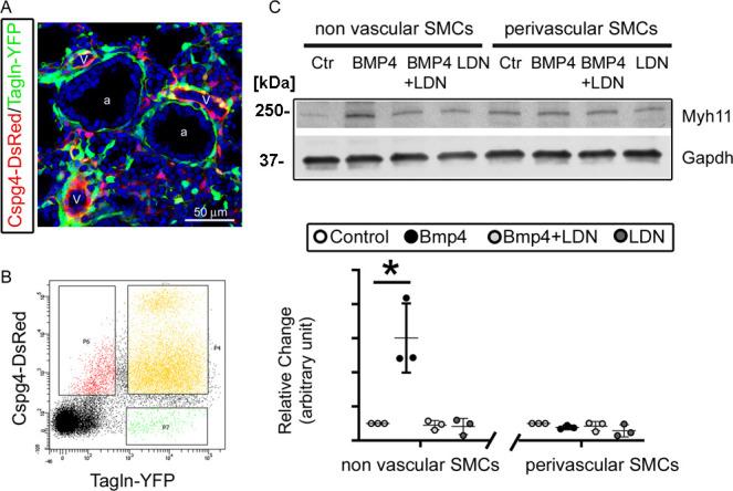 https://cdn.ncbi.nlm.nih.gov/pmc/blobs/c128/11164533/2ed8d1cef7a4/elife-91876-fig5.jpg
