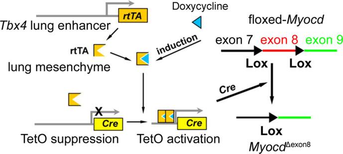 https://cdn.ncbi.nlm.nih.gov/pmc/blobs/c128/11164533/5d30ce970cbd/elife-91876-fig6-figsupp1.jpg