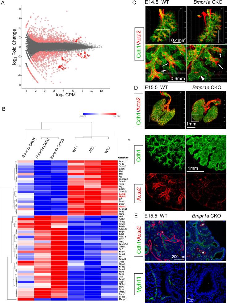 https://cdn.ncbi.nlm.nih.gov/pmc/blobs/c128/11164533/6c17ae0be2ca/elife-91876-fig2.jpg