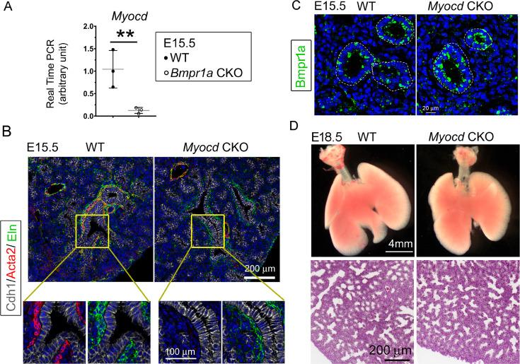 https://cdn.ncbi.nlm.nih.gov/pmc/blobs/c128/11164533/8763e87f4478/elife-91876-fig6.jpg