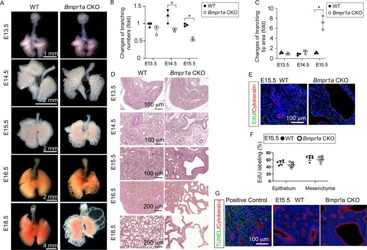 https://cdn.ncbi.nlm.nih.gov/pmc/blobs/c128/11164533/97e178af301a/elife-91876-fig1.jpg