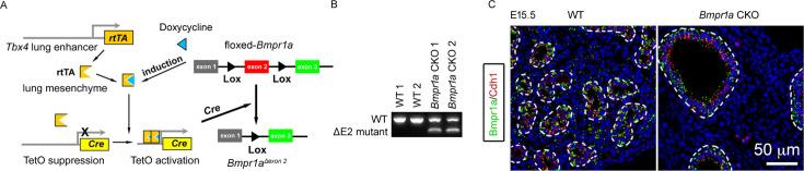 https://cdn.ncbi.nlm.nih.gov/pmc/blobs/c128/11164533/a501bcc534fb/elife-91876-fig1-figsupp1.jpg