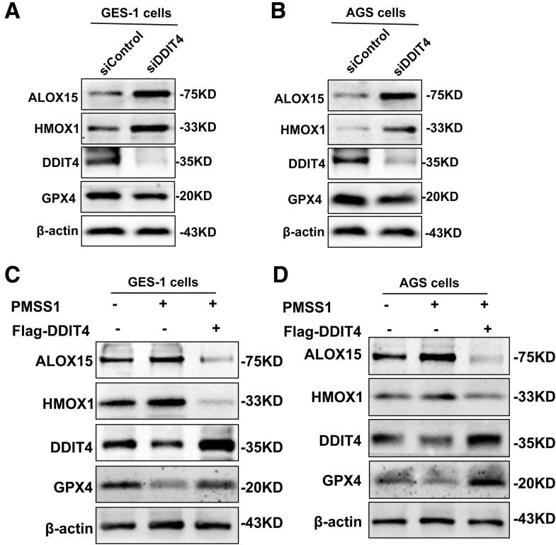 https://cdn.ncbi.nlm.nih.gov/pmc/blobs/c129/11937681/12fa4978e43c/gr11.jpg