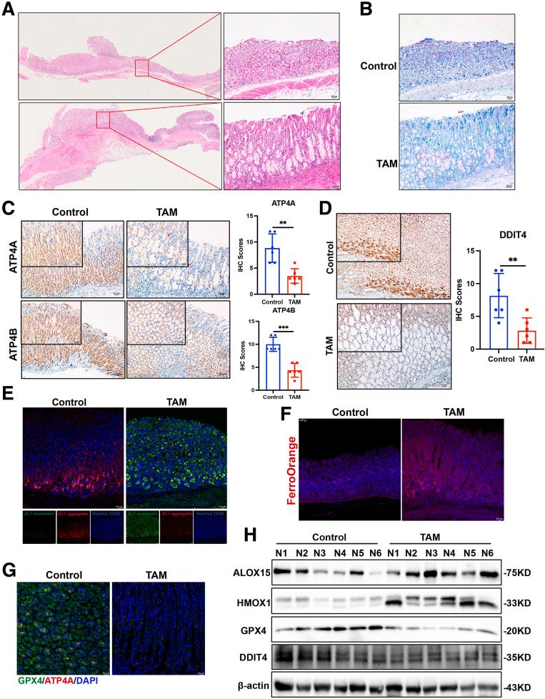 https://cdn.ncbi.nlm.nih.gov/pmc/blobs/c129/11937681/55fd6300cd03/gr12.jpg
