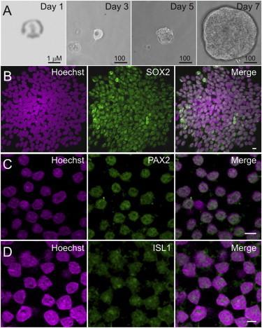 https://cdn.ncbi.nlm.nih.gov/pmc/blobs/c12a/4297878/747aceb08b6a/gr4.jpg