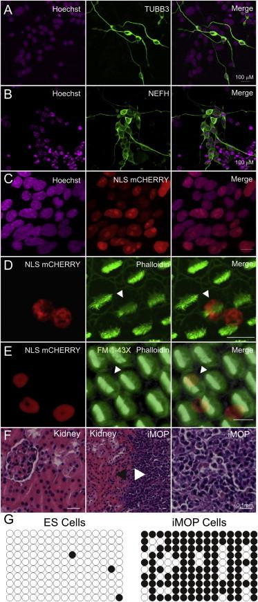 https://cdn.ncbi.nlm.nih.gov/pmc/blobs/c12a/4297878/7ad1cad8e68c/gr7.jpg