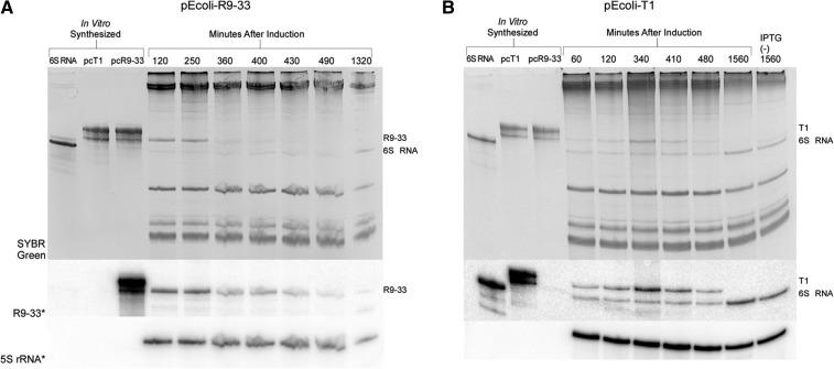 https://cdn.ncbi.nlm.nih.gov/pmc/blobs/c12d/3988568/94dabadf7b2c/670f06.jpg