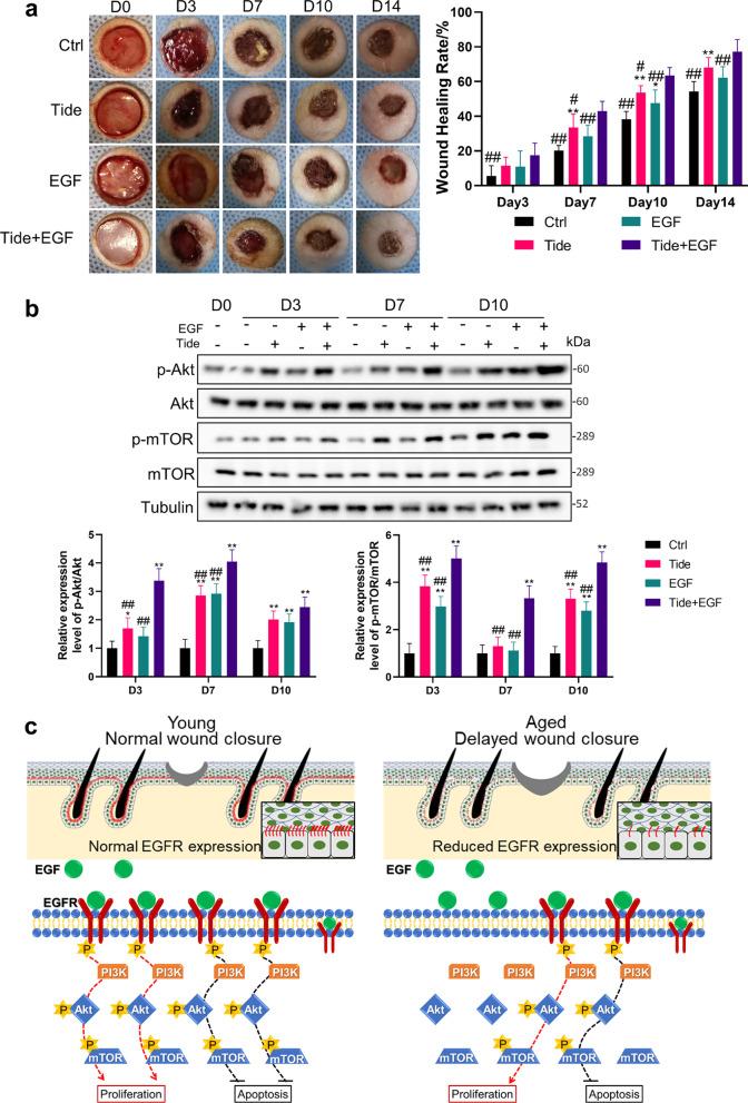 https://cdn.ncbi.nlm.nih.gov/pmc/blobs/c12f/9210790/08cc1f6ed54f/13287_2022_2949_Fig7_HTML.jpg
