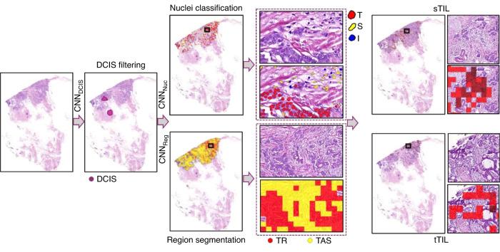 https://cdn.ncbi.nlm.nih.gov/pmc/blobs/c130/10667537/c0776a957e91/41416_2023_2451_Fig1_HTML.jpg