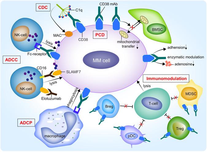 https://cdn.ncbi.nlm.nih.gov/pmc/blobs/c131/10821908/3edf42ba7ee8/41420_2024_1818_Fig4_HTML.jpg