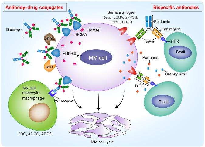 https://cdn.ncbi.nlm.nih.gov/pmc/blobs/c131/10821908/4d7250613736/41420_2024_1818_Fig5_HTML.jpg