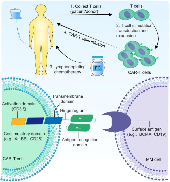 https://cdn.ncbi.nlm.nih.gov/pmc/blobs/c131/10821908/ab0efd72eb0c/41420_2024_1818_Fig2_HTML.jpg