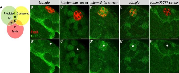 https://cdn.ncbi.nlm.nih.gov/pmc/blobs/c139/6219711/5001bcd0cbf6/JCB_201711098_Fig4.jpg