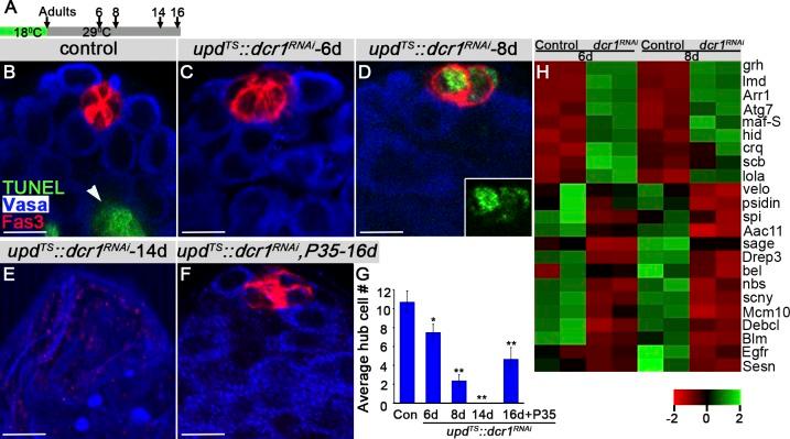 https://cdn.ncbi.nlm.nih.gov/pmc/blobs/c139/6219711/b42bf181a4fe/JCB_201711098_Fig3.jpg