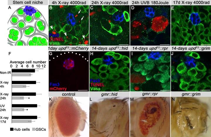 https://cdn.ncbi.nlm.nih.gov/pmc/blobs/c139/6219711/f3a5fea70035/JCB_201711098_Fig1.jpg