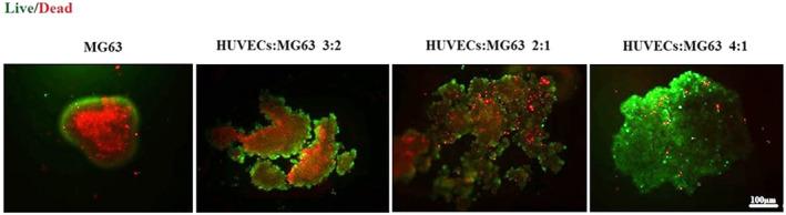 https://cdn.ncbi.nlm.nih.gov/pmc/blobs/c13a/11366680/fbf92e5ea767/JCMM-28-e70040-g003.jpg