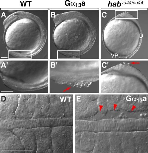https://cdn.ncbi.nlm.nih.gov/pmc/blobs/c13d/2664974/a2bb7ba4fb40/JCB_200805148R_RGB_Fig2.jpg