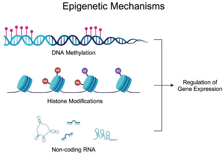 https://cdn.ncbi.nlm.nih.gov/pmc/blobs/c13f/11755448/f8996be9187e/epigenomes-09-00002-g001.jpg