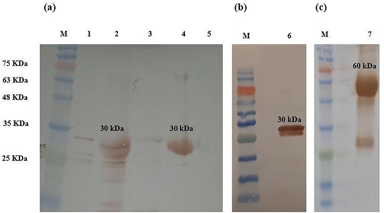 https://cdn.ncbi.nlm.nih.gov/pmc/blobs/c13f/11814073/23d861b7435f/41598_2025_89143_Fig3_HTML.jpg