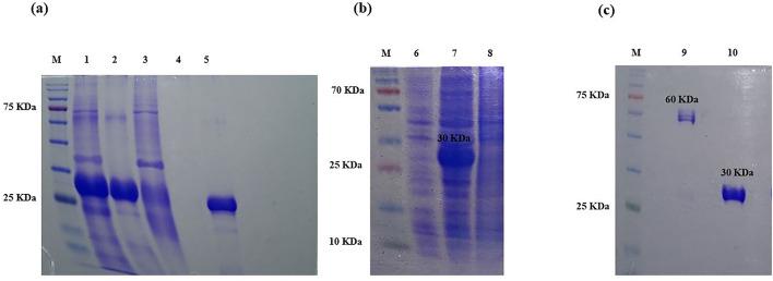 https://cdn.ncbi.nlm.nih.gov/pmc/blobs/c13f/11814073/3ec5fc3ec270/41598_2025_89143_Fig2_HTML.jpg