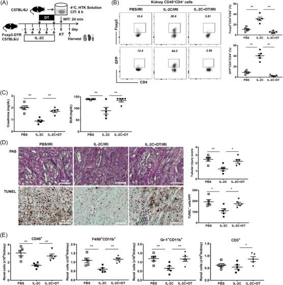 https://cdn.ncbi.nlm.nih.gov/pmc/blobs/c141/10951489/3fe9dd0194bb/CTM2-14-e1631-g002.jpg