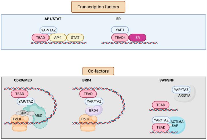 https://cdn.ncbi.nlm.nih.gov/pmc/blobs/c143/9317057/34c2a22b06fd/cells-11-02225-g002.jpg