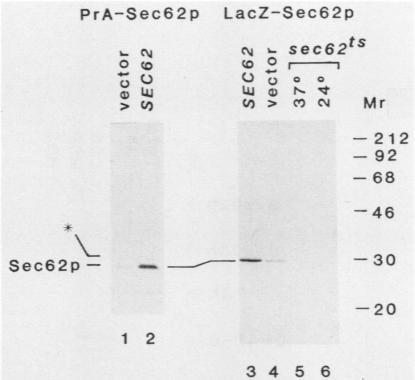 https://cdn.ncbi.nlm.nih.gov/pmc/blobs/c145/361400/002ff613f4fc/molcellb00047-0437-a.jpg