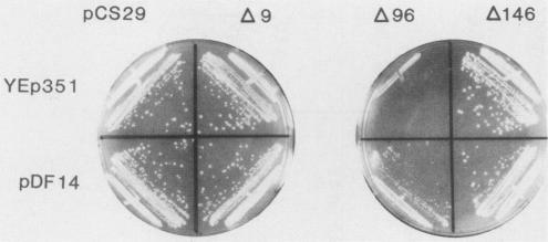 https://cdn.ncbi.nlm.nih.gov/pmc/blobs/c145/361400/3516c15acf00/molcellb00047-0442-a.jpg