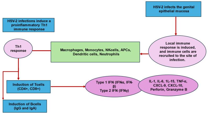 https://cdn.ncbi.nlm.nih.gov/pmc/blobs/c148/11673149/6077a30a04d2/biology-13-01050-g002.jpg