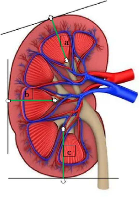 https://cdn.ncbi.nlm.nih.gov/pmc/blobs/c148/12081938/49596671fd96/41598_2025_1191_Fig1_HTML.jpg