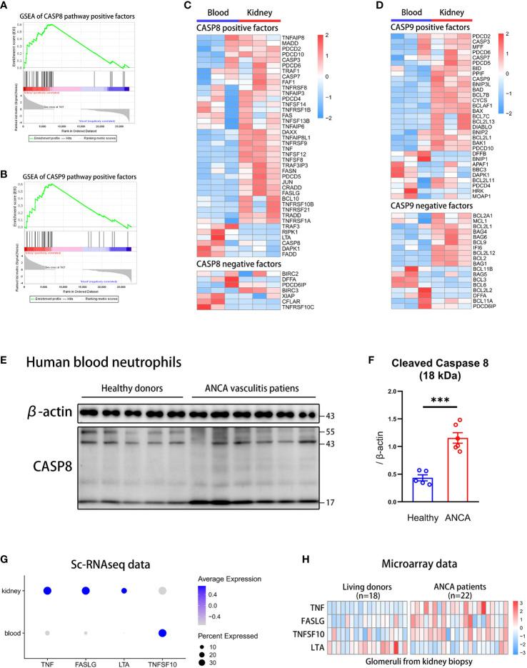 https://cdn.ncbi.nlm.nih.gov/pmc/blobs/c148/9732547/271ee493d42e/fimmu-13-1038134-g003.jpg