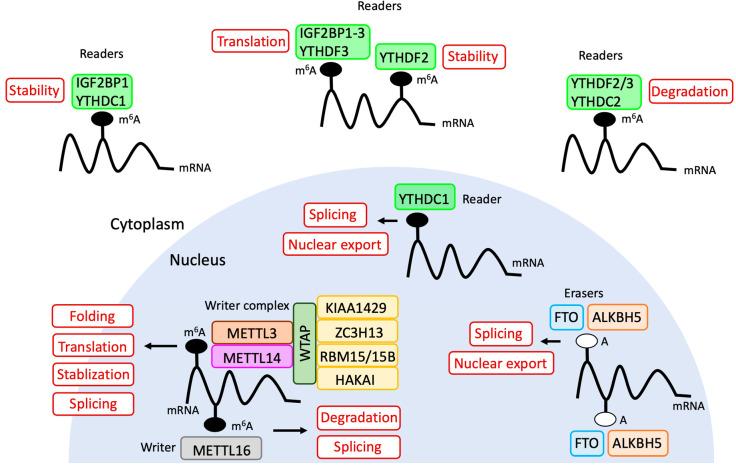 https://cdn.ncbi.nlm.nih.gov/pmc/blobs/c14b/7408378/331a05555eb1/biomolecules-10-01071-g003.jpg