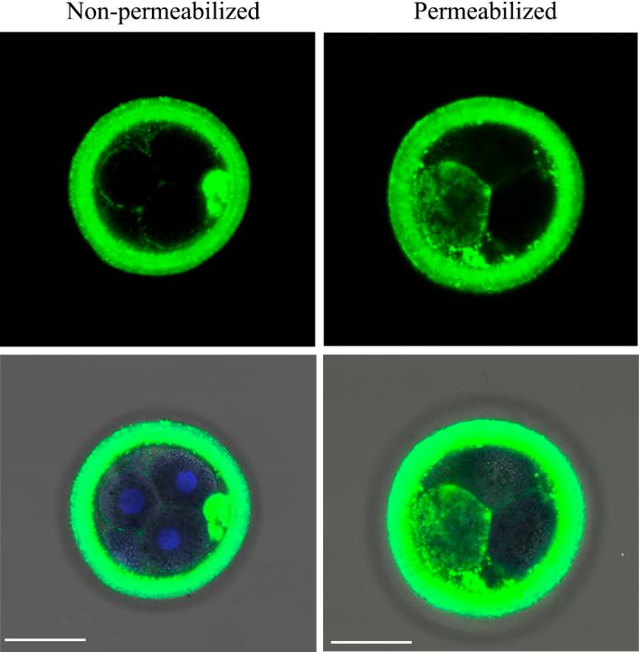 https://cdn.ncbi.nlm.nih.gov/pmc/blobs/c14d/6189566/b995167b4ed5/jrd-64-433-g004.jpg