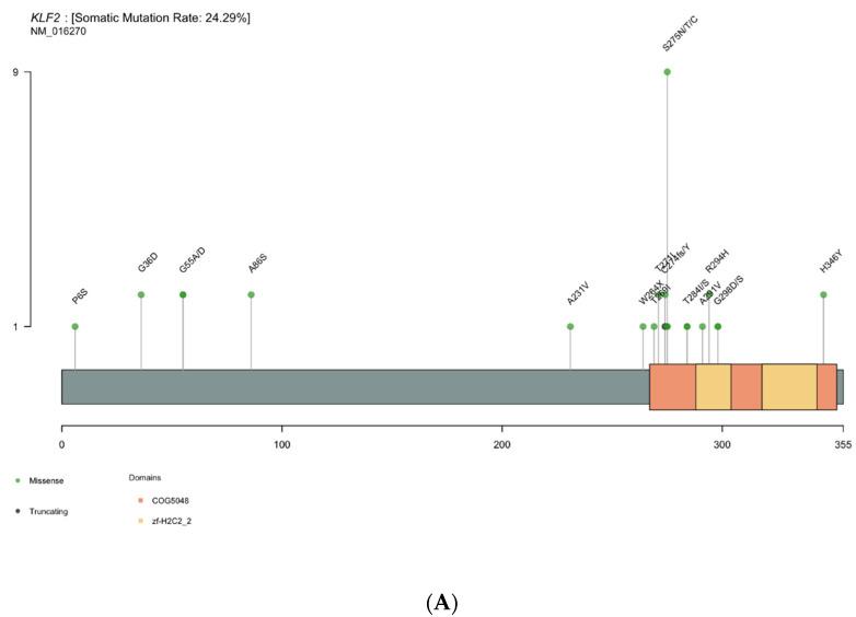 https://cdn.ncbi.nlm.nih.gov/pmc/blobs/c14e/9028144/60b148dd21c9/cancers-14-01904-g003a.jpg