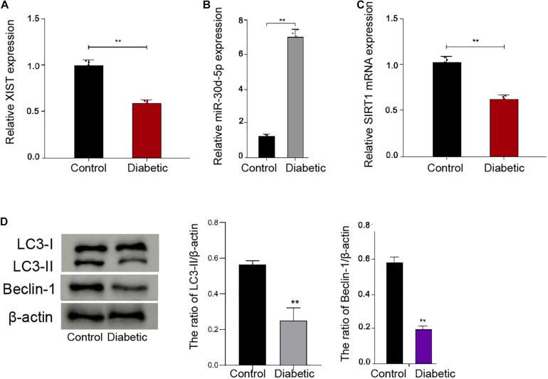 https://cdn.ncbi.nlm.nih.gov/pmc/blobs/c150/8113765/a43ff5cc4582/fmolb-08-655157-g001.jpg