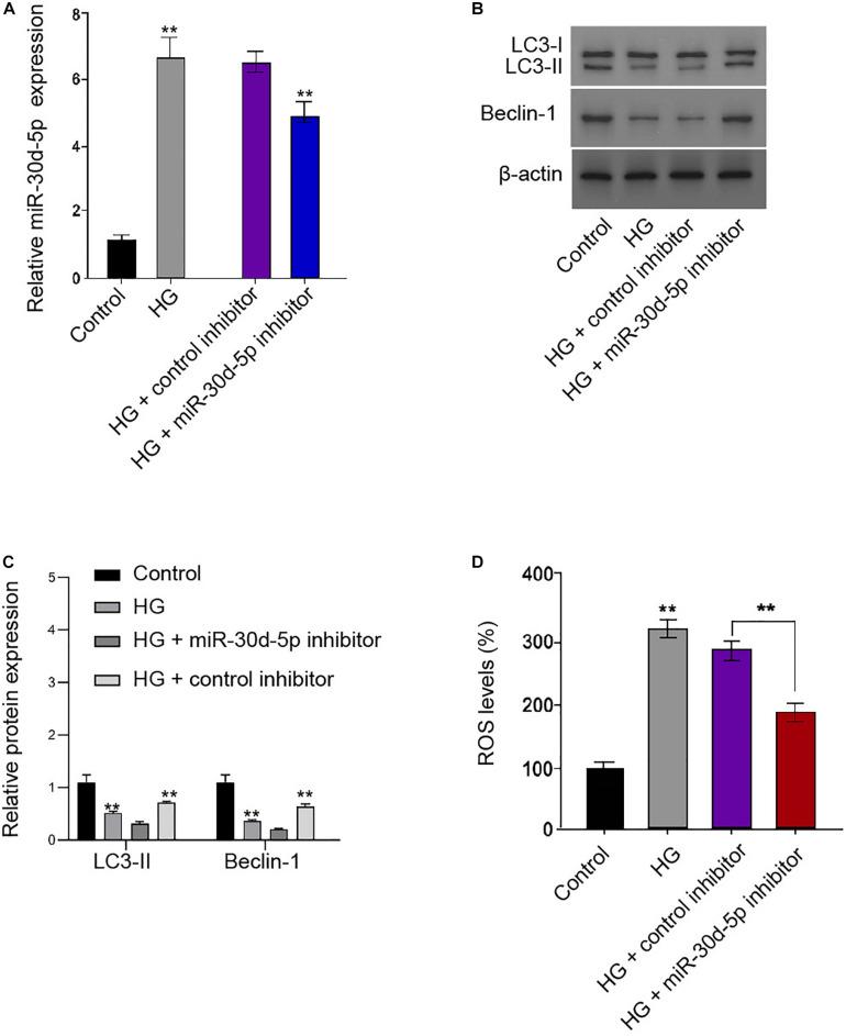 https://cdn.ncbi.nlm.nih.gov/pmc/blobs/c150/8113765/b4479ae2a496/fmolb-08-655157-g005.jpg