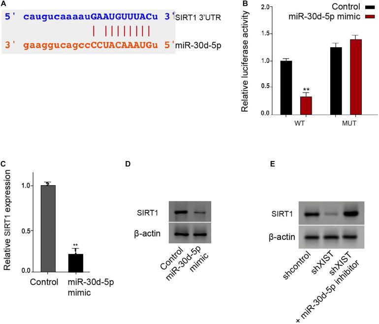 https://cdn.ncbi.nlm.nih.gov/pmc/blobs/c150/8113765/d497b5cafb5f/fmolb-08-655157-g006.jpg