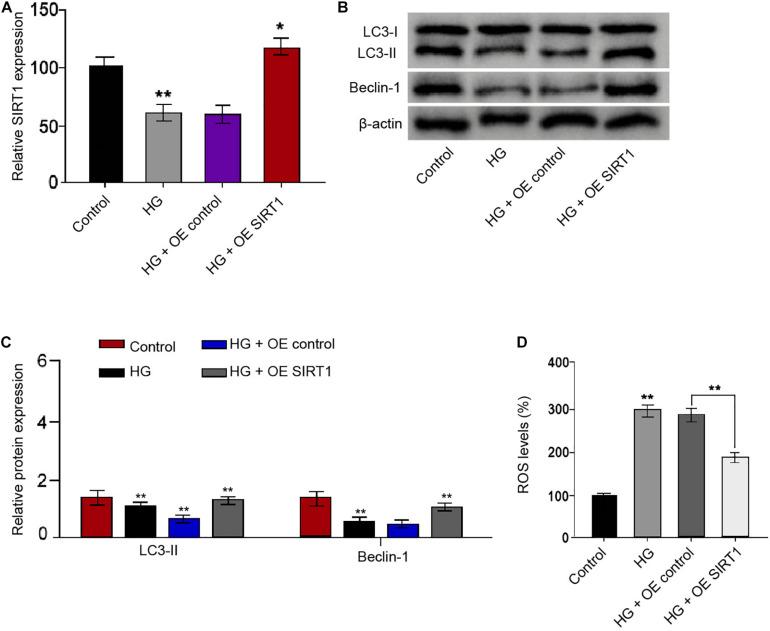 https://cdn.ncbi.nlm.nih.gov/pmc/blobs/c150/8113765/ef3e3e1c1413/fmolb-08-655157-g007.jpg