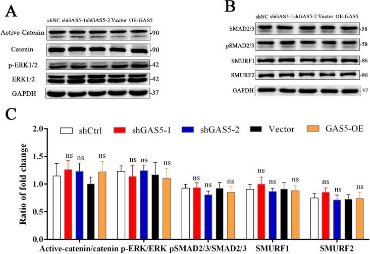 https://cdn.ncbi.nlm.nih.gov/pmc/blobs/c157/7609060/bdcd5dc519d7/elife-59079-fig5-figsupp1.jpg