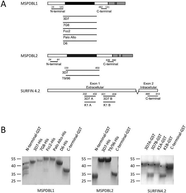 https://cdn.ncbi.nlm.nih.gov/pmc/blobs/c159/3811751/84c0762ea073/zii9990903370001.jpg