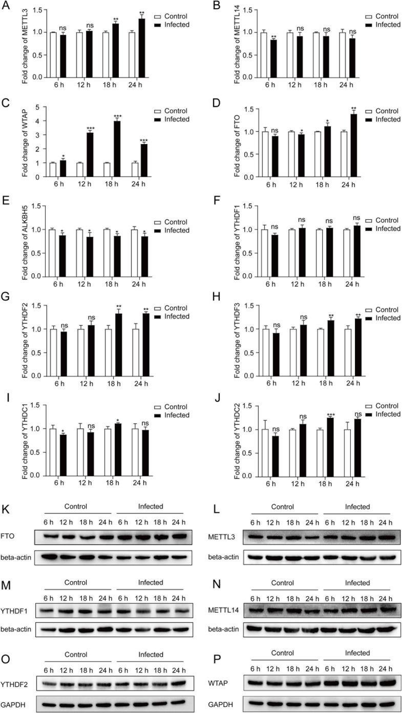 https://cdn.ncbi.nlm.nih.gov/pmc/blobs/c15c/12282902/40c5649bd964/pntd.0013289.g002.jpg