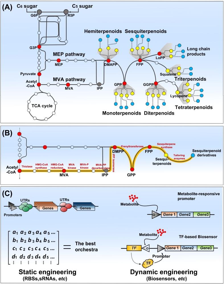 https://cdn.ncbi.nlm.nih.gov/pmc/blobs/c160/6194902/cc824125f758/fmicb-09-02460-g001.jpg