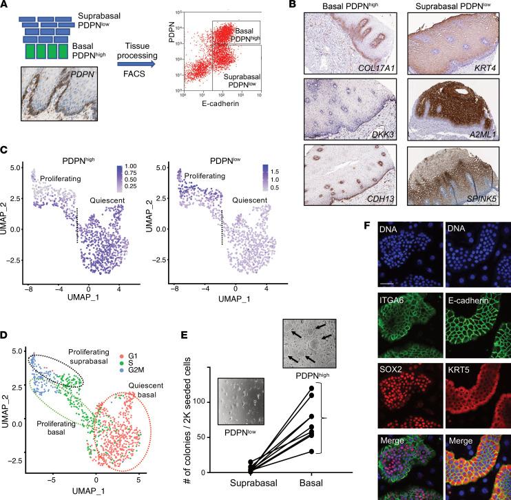 https://cdn.ncbi.nlm.nih.gov/pmc/blobs/c165/9208762/e1786eda4a29/jciinsight-7-159093-g293.jpg