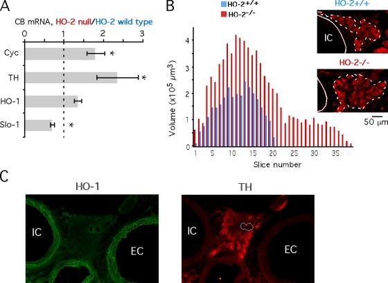 https://cdn.ncbi.nlm.nih.gov/pmc/blobs/c16a/2151578/05fcebf77bdf/jgp1280405f03.jpg