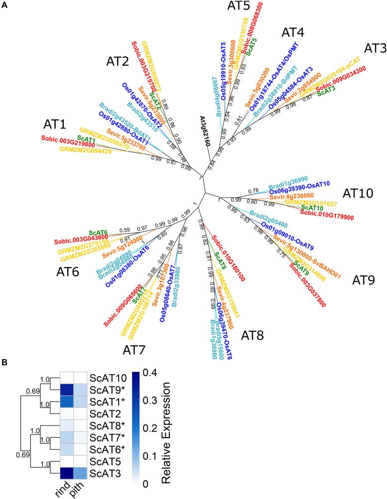 https://cdn.ncbi.nlm.nih.gov/pmc/blobs/c16b/8117936/018bf484495c/fpls-12-626168-g001.jpg