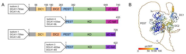 https://cdn.ncbi.nlm.nih.gov/pmc/blobs/c16c/10046695/10fa57068dc6/biomedicines-11-00990-g001.jpg