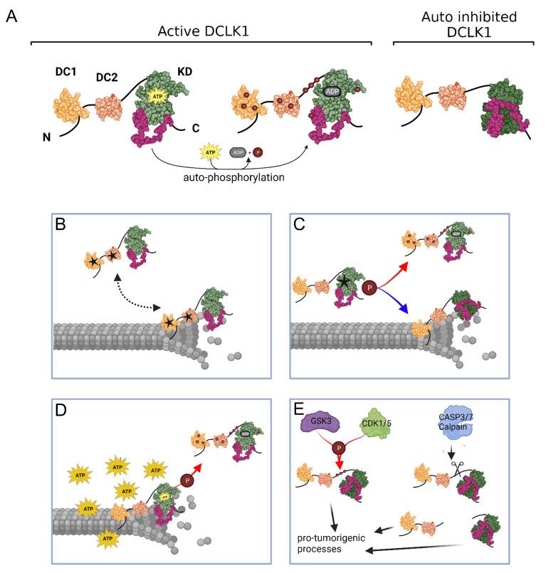 https://cdn.ncbi.nlm.nih.gov/pmc/blobs/c16c/10046695/ffc8e4c4c757/biomedicines-11-00990-g005.jpg